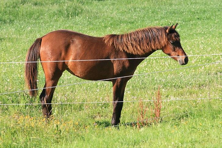 DSP NYDAM'S TOOTSIE - Sommer 2010 billede 8