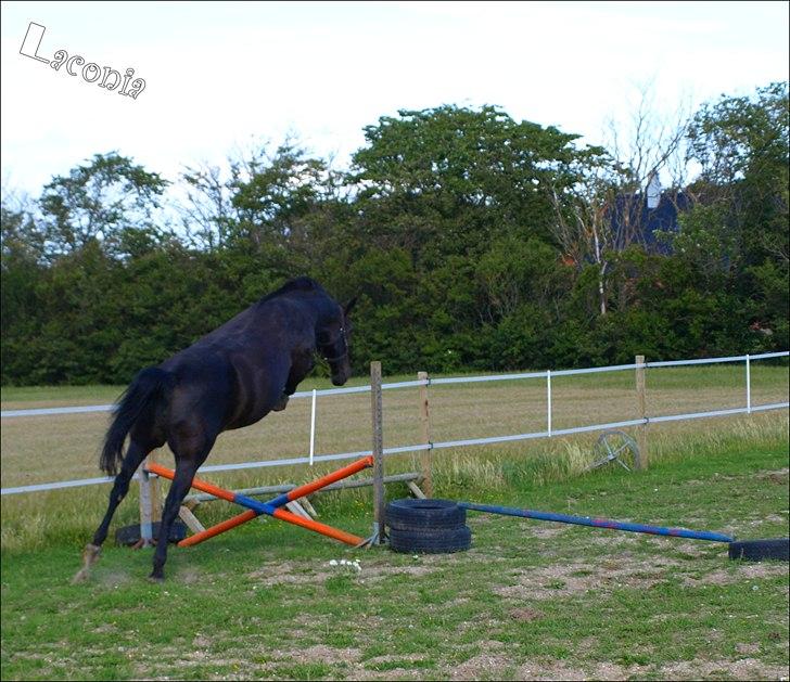 Dansk Varmblod Laconia - og jeg fik af vide af kloge folk herinde at denne hest ikke kunne springe LOL billede 11