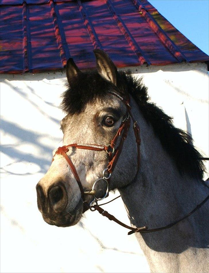 Anden særlig race Quit Pretty A-pony - Velkommen til Prettys profil.
Her er et dejligt billede af hans hoved. billede 1