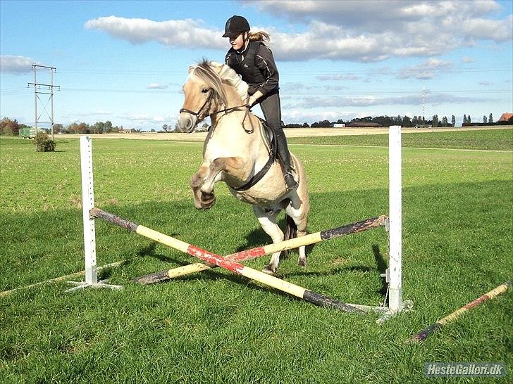 Fjordhest Bucklands felix (red) billede 14