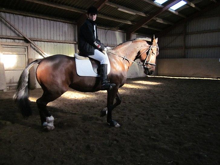 Dansk Varmblod La Bamba Lund billede 10