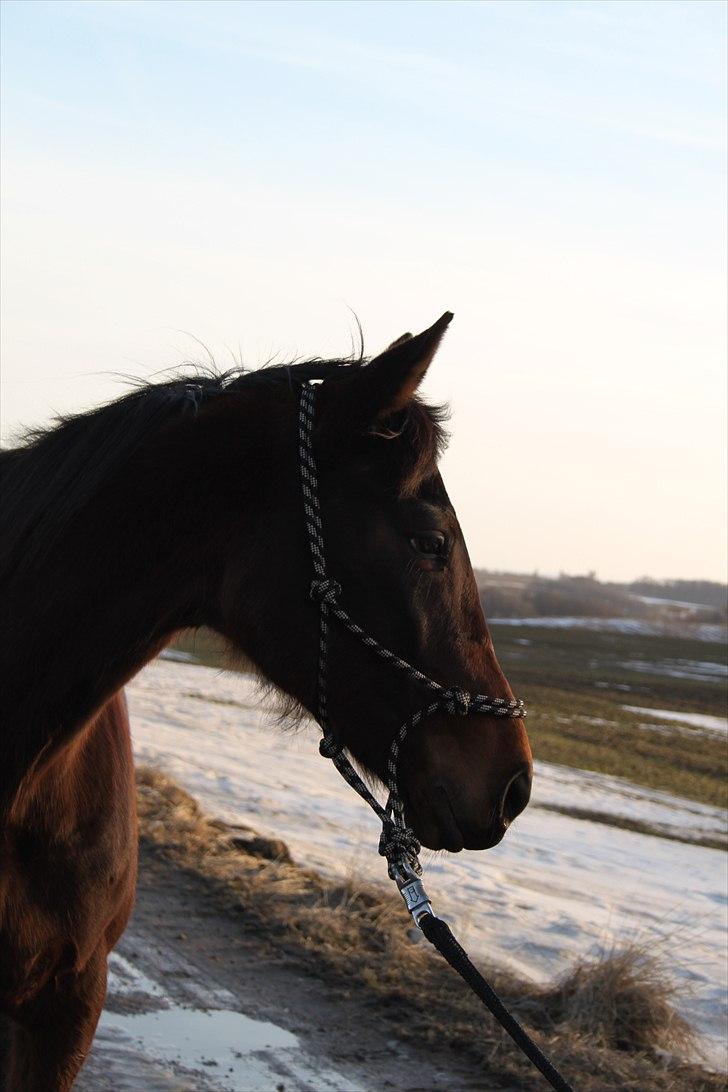 Anden særlig race Trinity (Solgt) - Elsker det her billed det er helt fantastisk.! det viser din smukhed, som vi ikke må skjule! billede 19