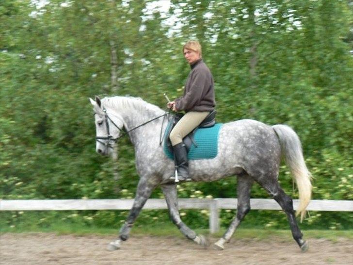 Hollandsk Varmblod Orlando billede 11