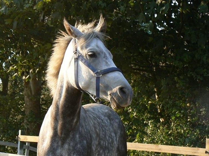 Hollandsk Varmblod Orlando billede 14