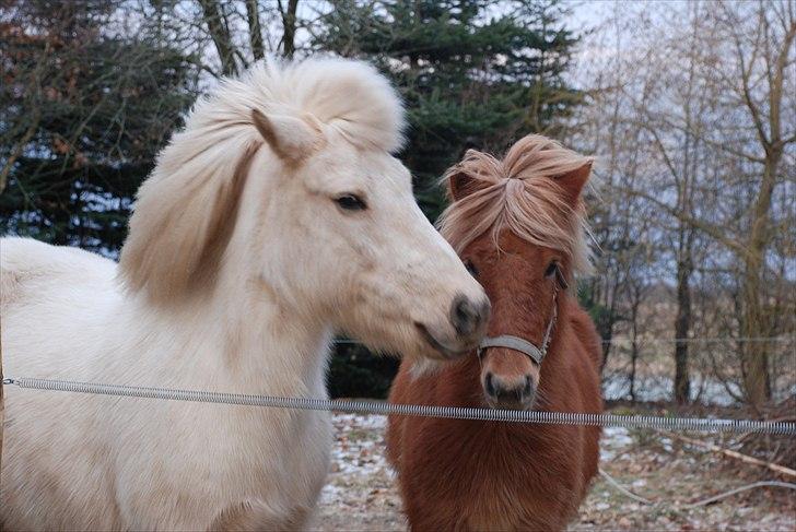 Islænder Gloa fra Bjørnhøj - Se mig! jeg er så smuk! <3 ;D :P billede 17