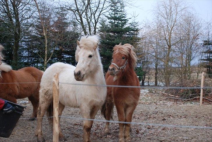Islænder Gloa fra Bjørnhøj - Smukke tøs! B-) billede 18