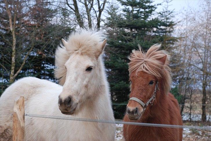 Islænder Gloa fra Bjørnhøj - Smuk, smukkere, smukkest! ;P billede 19