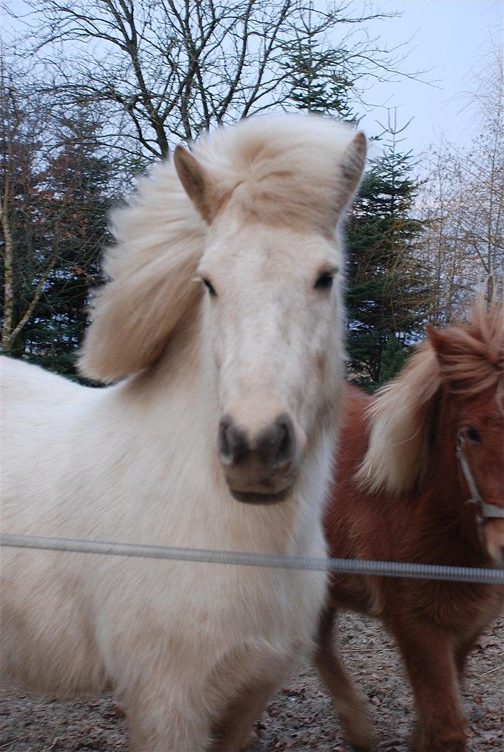 Islænder Gloa fra Bjørnhøj - WAUW! se hinde lige! ;o I love you!<3 billede 20