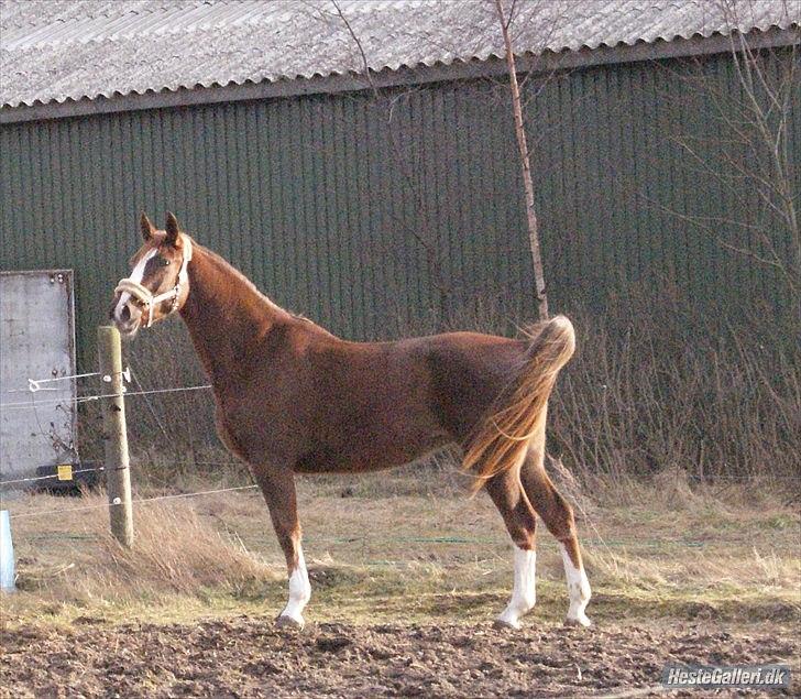 Tysk Varmblod Byriel v. Harknag  billede 9