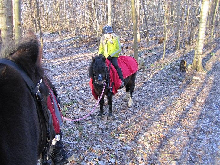 Welsh Mountain (sec A) Englyst Flame  - Årets første skovtur :) billede 8
