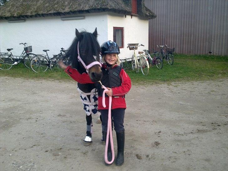 Welsh Mountain (sec A) Englyst Flame  - Fie har lige fået Flamme billede 10