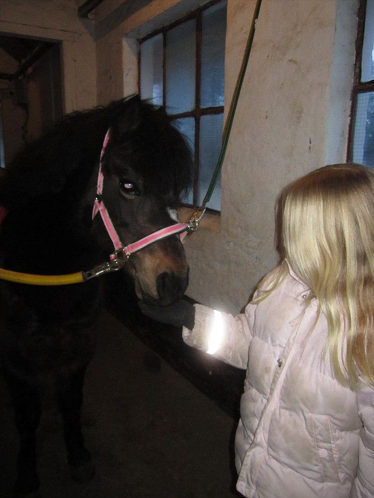 Welsh Mountain (sec A) Englyst Flame  billede 11