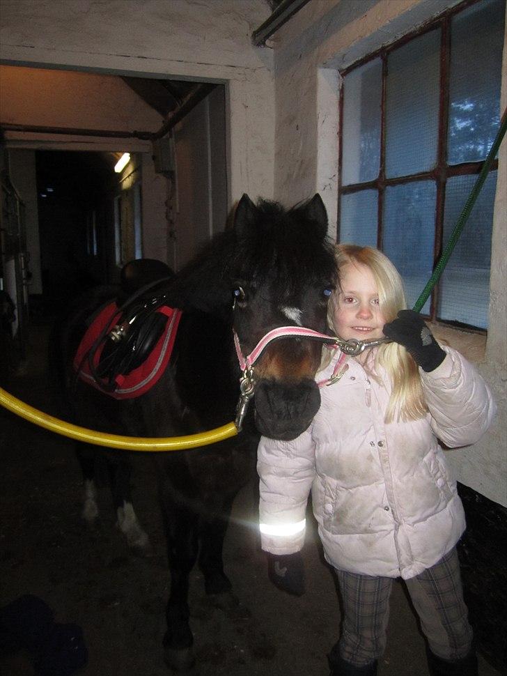 Welsh Mountain (sec A) Englyst Flame  billede 12