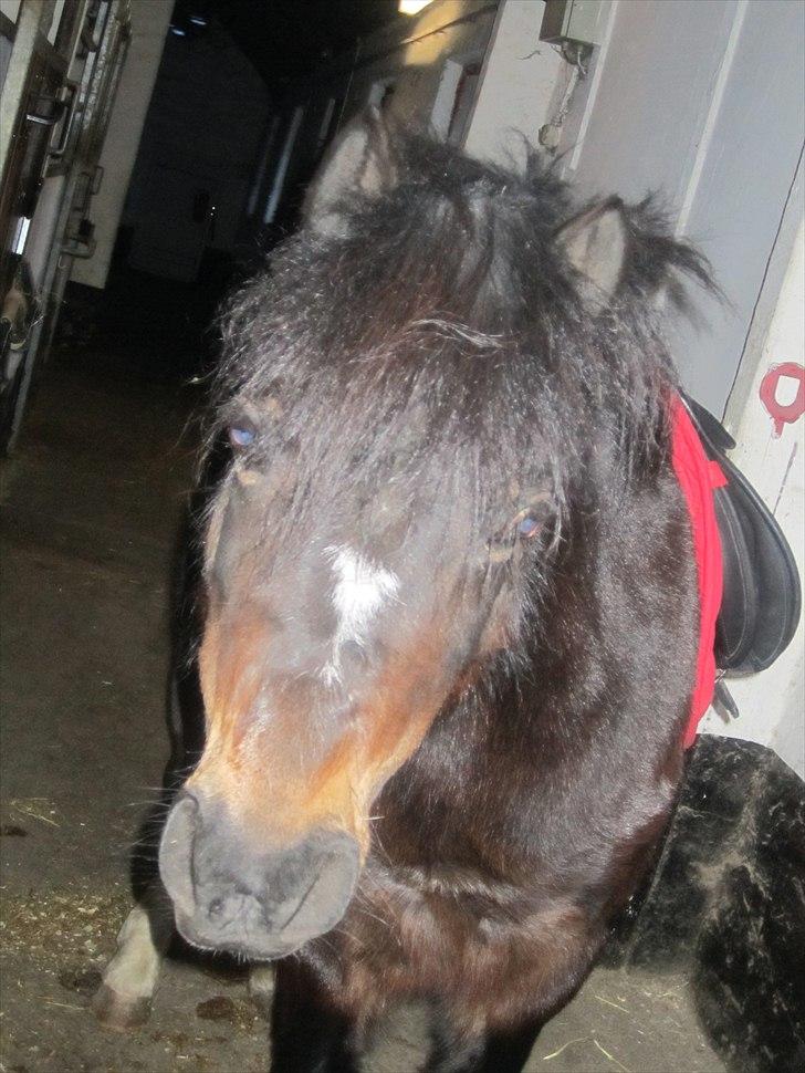 Welsh Mountain (sec A) Englyst Flame  - smil til verden, så smiler den til dig :)  billede 13