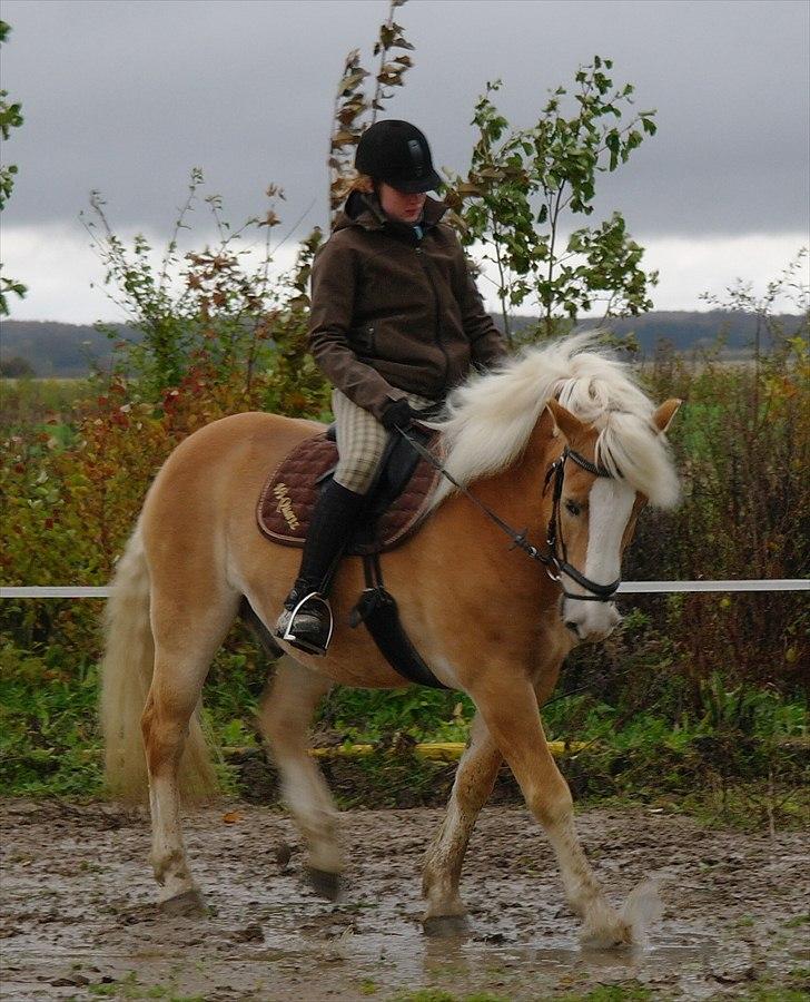 Haflinger Wi-Quartz billede 1