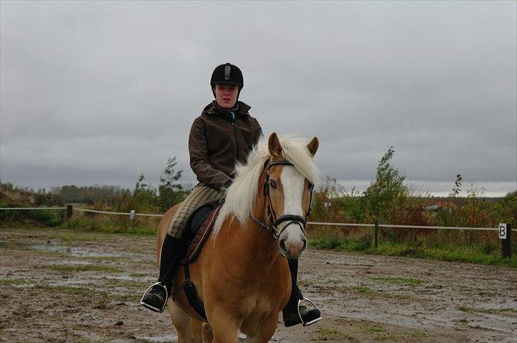 Haflinger Wi-Quartz billede 3