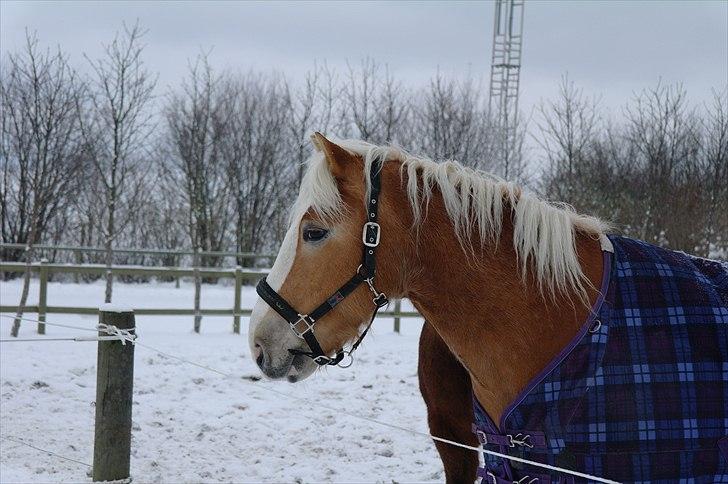 Haflinger Wi-Quartz billede 7