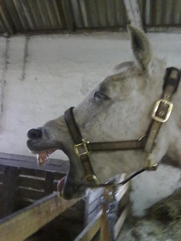 Arabisk fuldblod (OX) Wojak OX 1459 - Gaaab (Foto: Mig) billede 11
