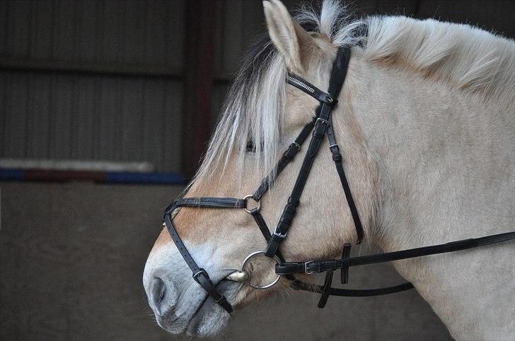 Fjordhest Bucklands felix (red) - vosk stævne  billede 15
