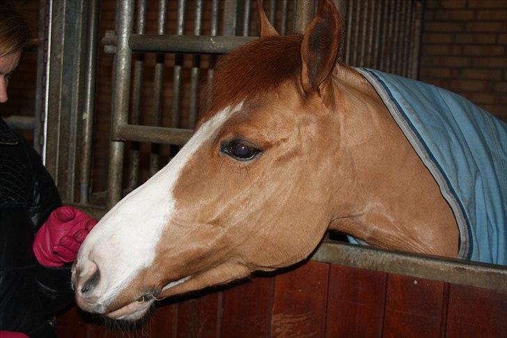 New Forest Sdr. Dams Karina - Jeg glæder mig til at bruge min fremtid med dig <3 billede 3