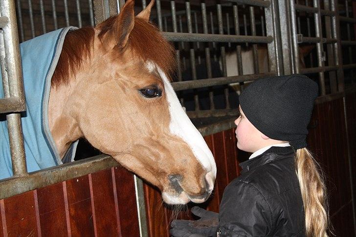 New Forest Sdr. Dams Karina - Du er en pony med charme <3 billede 1