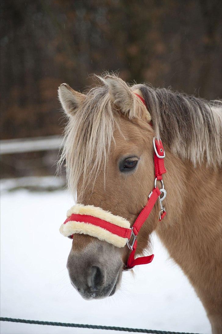 Anden særlig race Daisy. billede 5