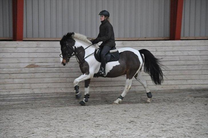 Anden særlig race Jolly Jumper *Gl. Part* billede 3