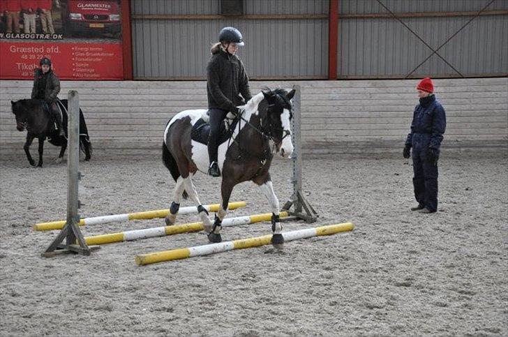 Anden særlig race Jolly Jumper *Gl. Part* billede 5