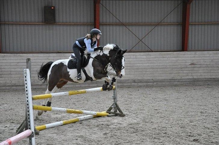 Anden særlig race Jolly Jumper *Gl. Part* billede 10