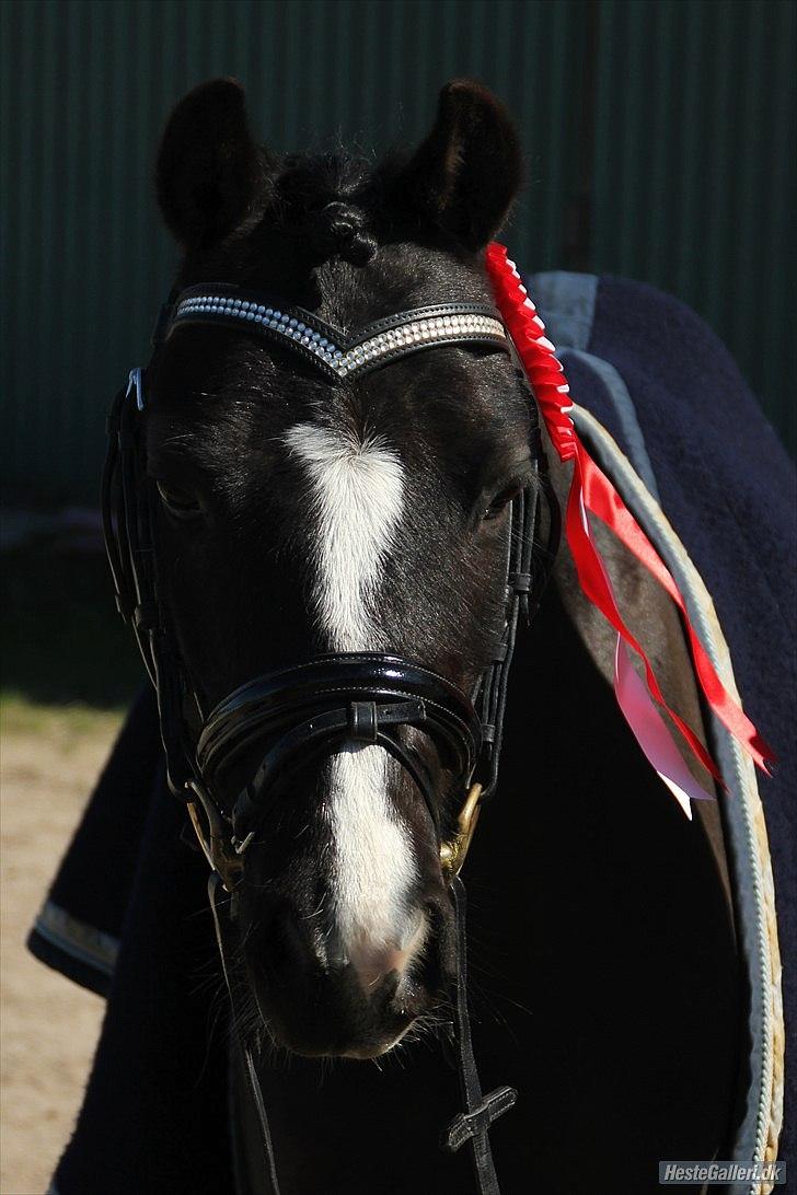 Welsh Pony af Cob-type (sec C) Hestemøllegårds Batman - Fotograf Laura Boqut billede 17