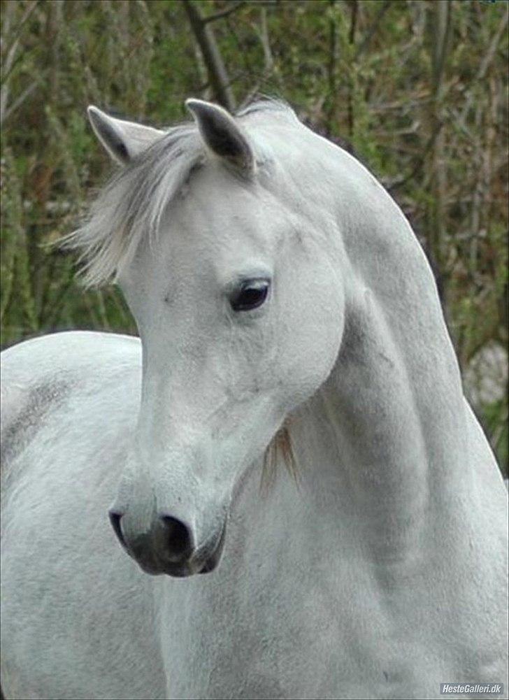 Arabisk fuldblod (OX) Faxline - rip 2016 - Taget af Carina Fjordside billede 1