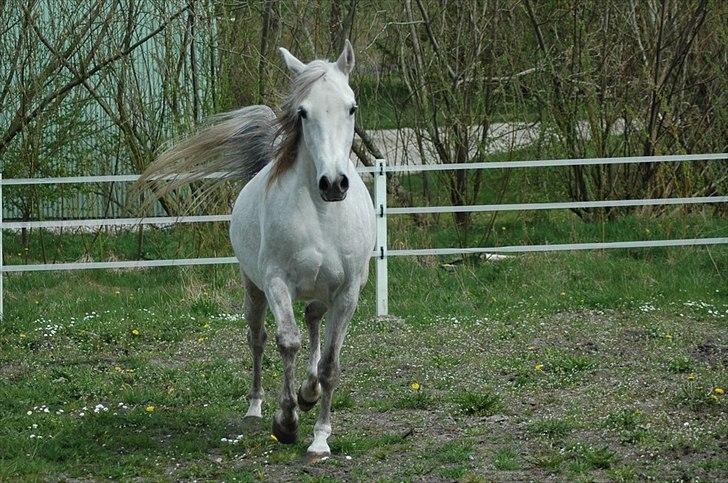 Arabisk fuldblod (OX) Faxline - rip 2016 - Taget af Carina Fjordside billede 2