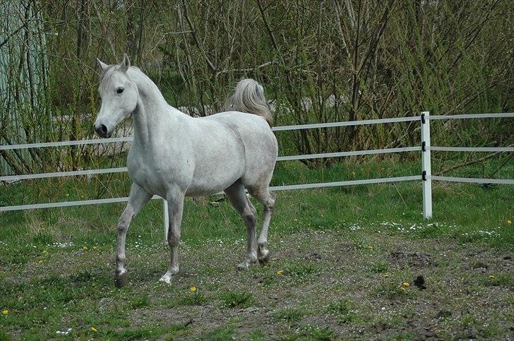 Arabisk fuldblod (OX) Faxline - rip 2016 - Taget af Carina Fjordside billede 3