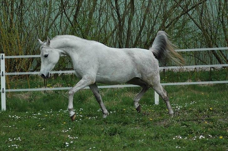 Arabisk fuldblod (OX) Faxline - rip 2016 - Taget af Carina Fjordside billede 4