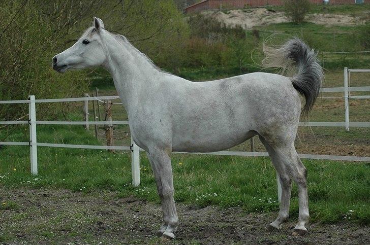 Arabisk fuldblod (OX) Faxline - rip 2016 - Taget af Carina Fjordside billede 5