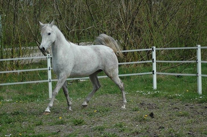 Arabisk fuldblod (OX) Faxline - rip 2016 - Taget af Carina Fjordside billede 6