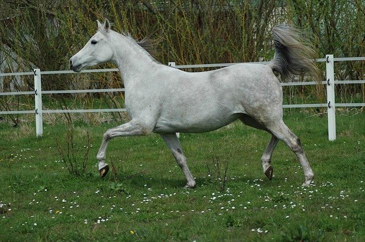 Arabisk fuldblod (OX) Faxline - rip 2016 - Taget af Carina Fjordside billede 7