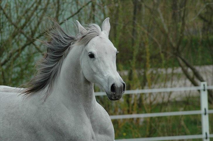 Arabisk fuldblod (OX) Faxline - rip 2016 - Taget af Carina Fjordside billede 8