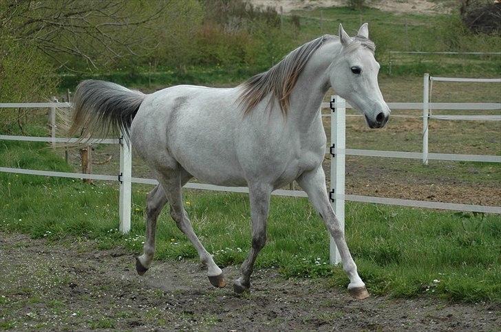 Arabisk fuldblod (OX) Faxline - rip 2016 - Taget af Carina Fjordside billede 9