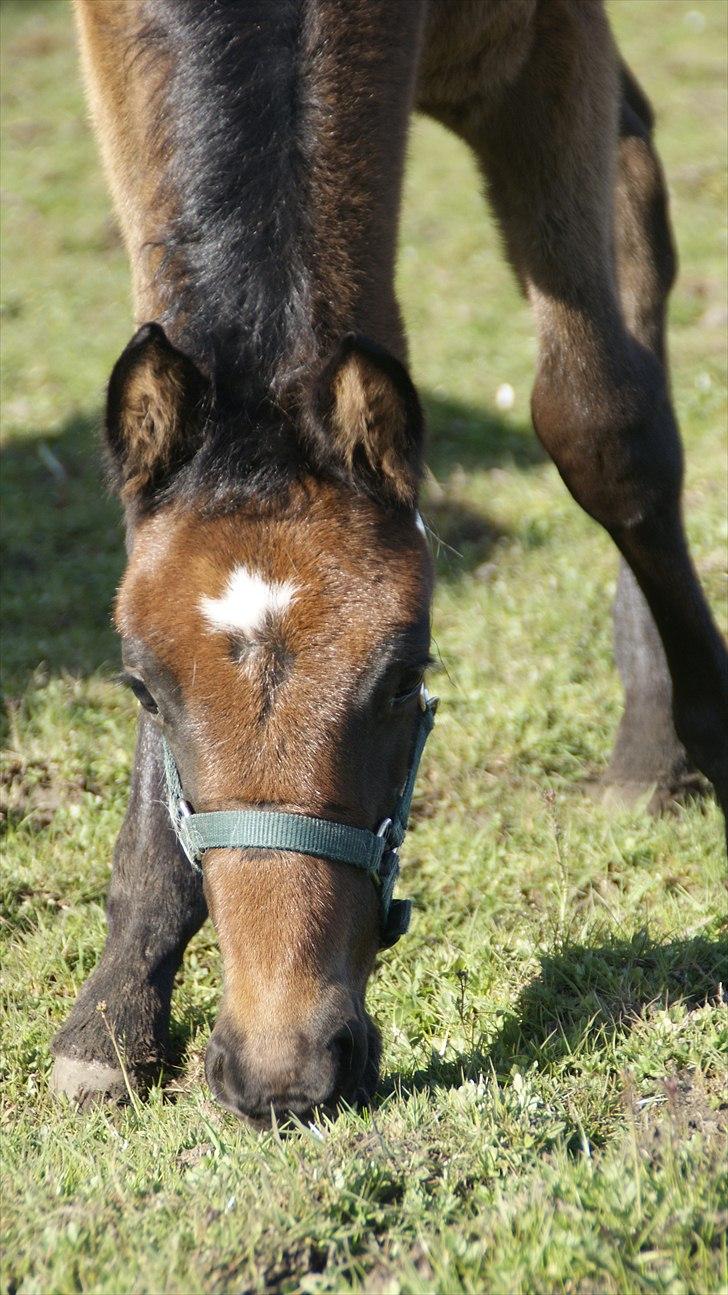 Anden særlig race Baldrian *givet væk* billede 12