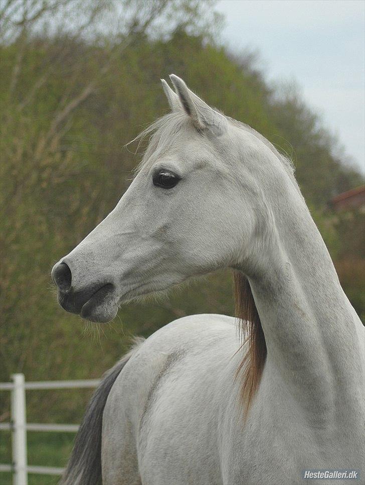 Arabisk fuldblod (OX) Faxline - rip 2016 - Taget af Carina Fjordside billede 10