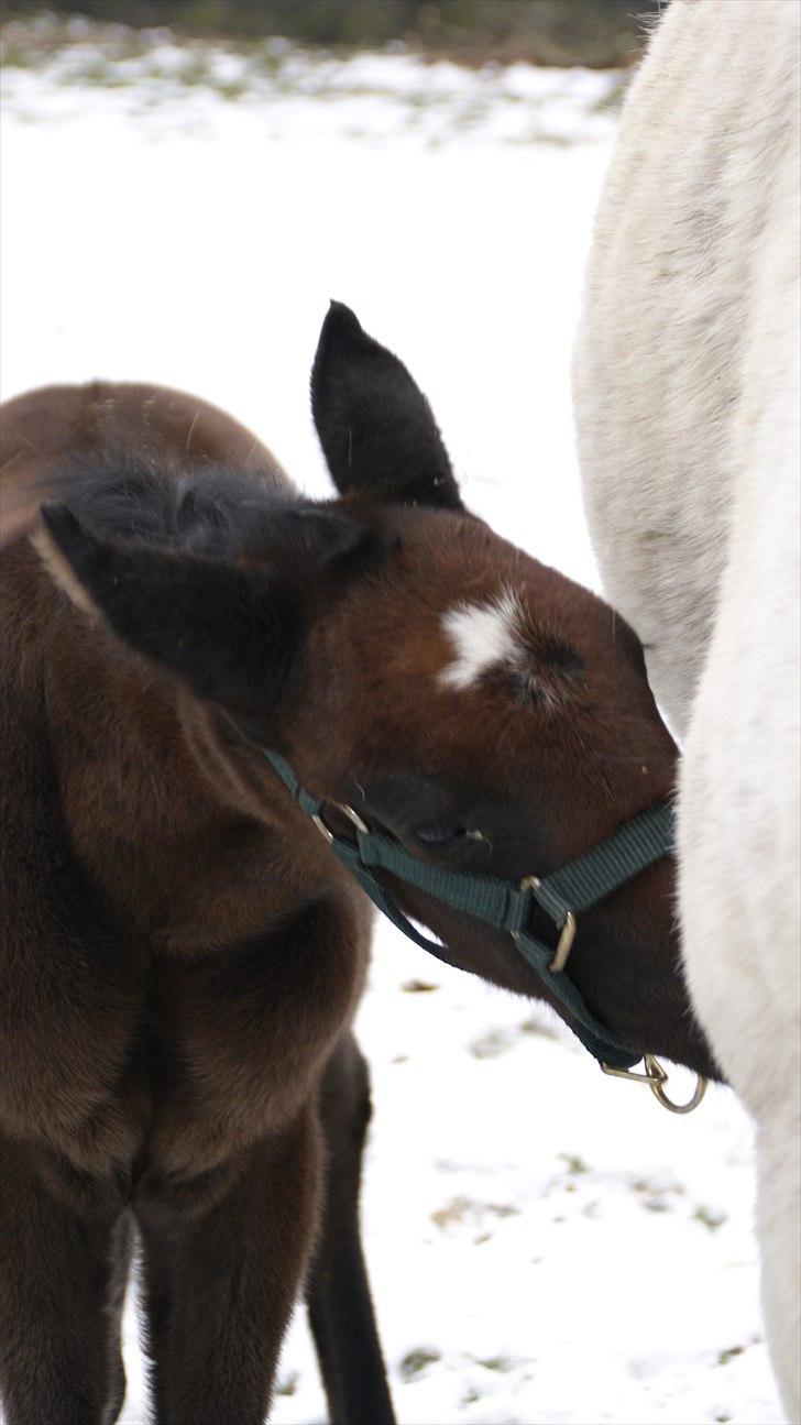 Anden særlig race Baldrian *givet væk* billede 13