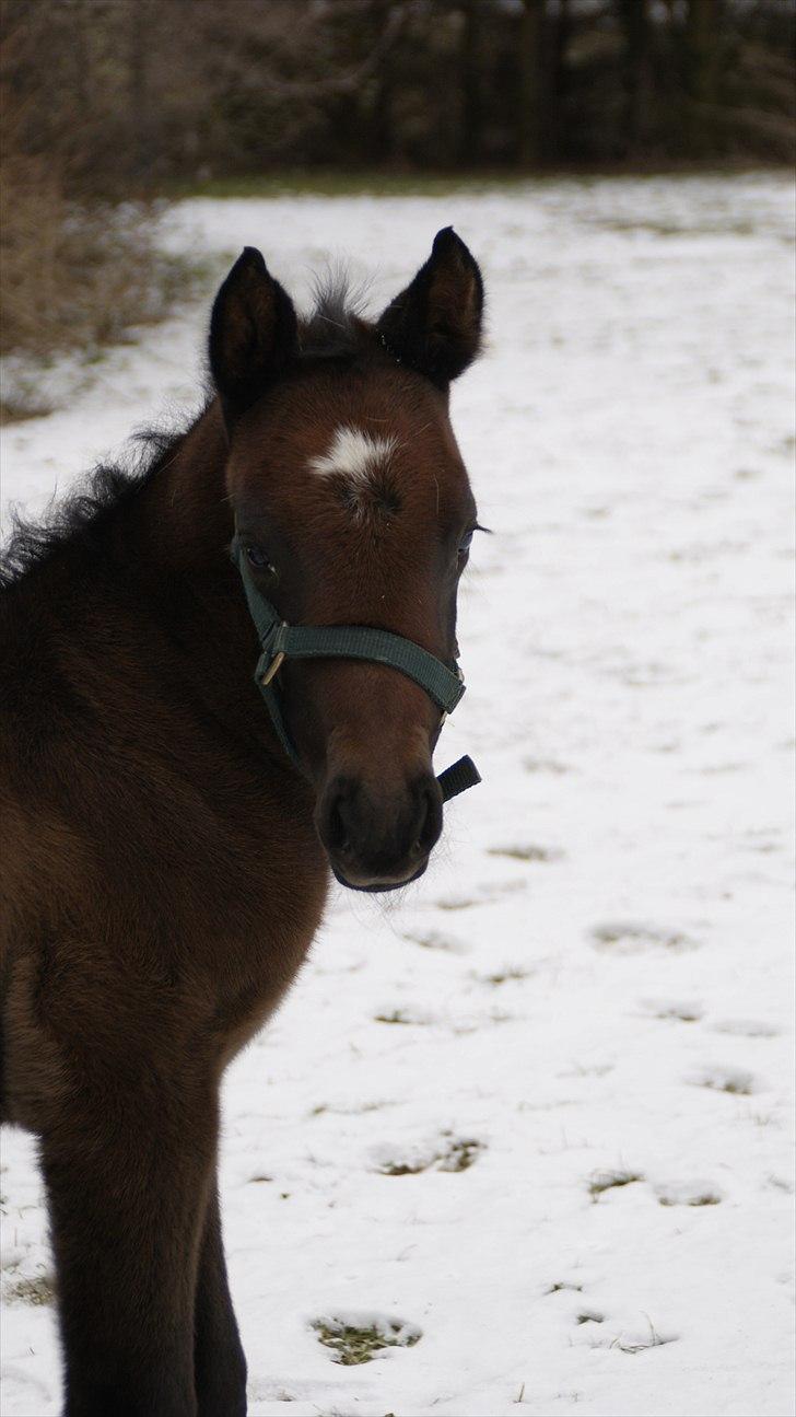 Anden særlig race Baldrian *givet væk* billede 15