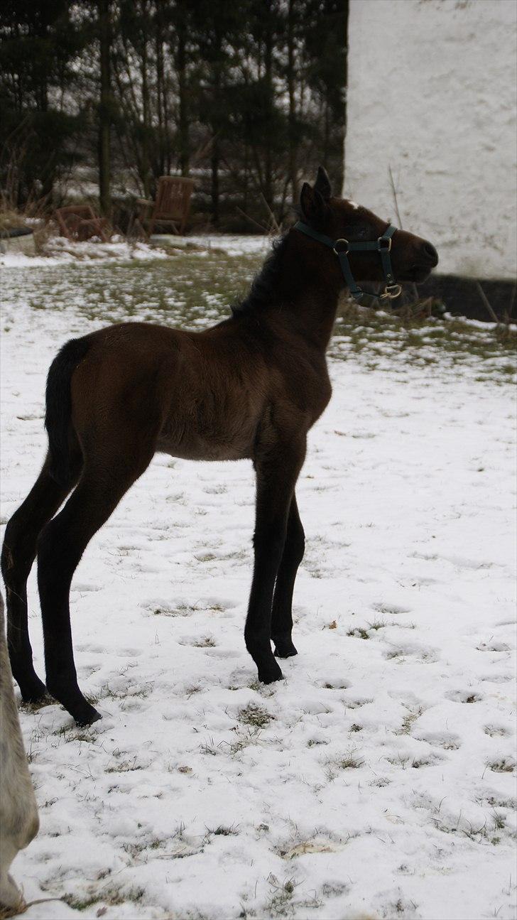 Anden særlig race Baldrian *givet væk* billede 17