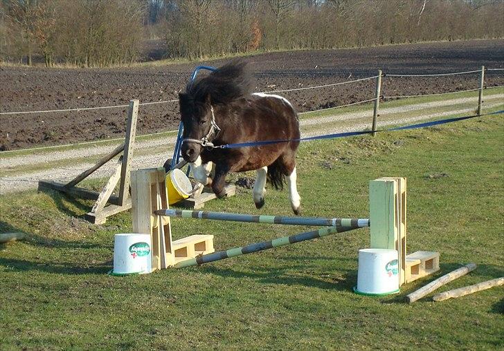 Anden særlig race Pusle - smuk :) billede 27