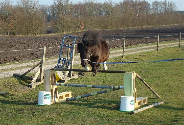 Anden særlig race Pusle - som springpony  billede 4