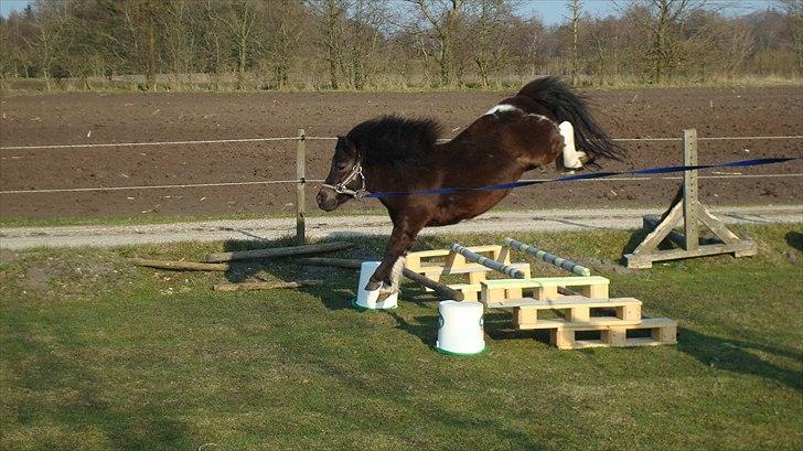 Anden særlig race Pusle - Se lige de bagben :D <3 billede 8