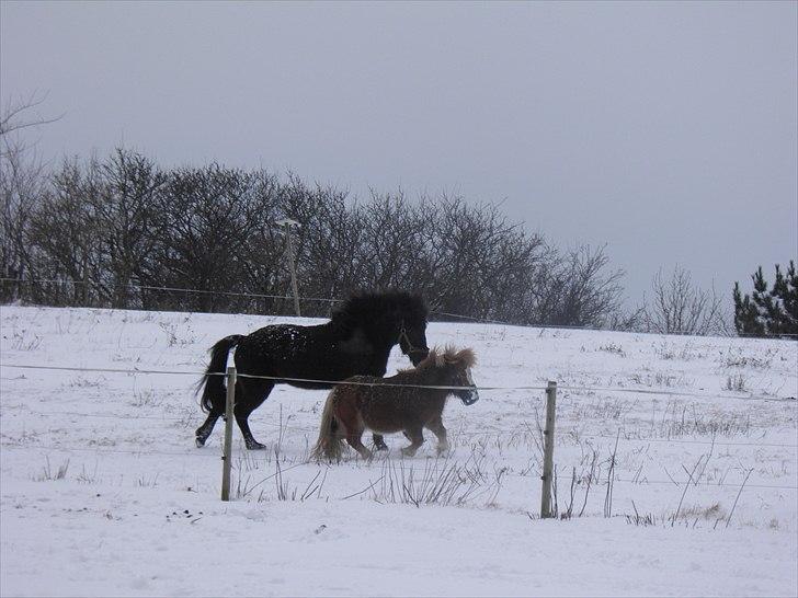 Islænder Faxi - Sne d. 16 Feb 2010. Faxi og Gynter :)  billede 6