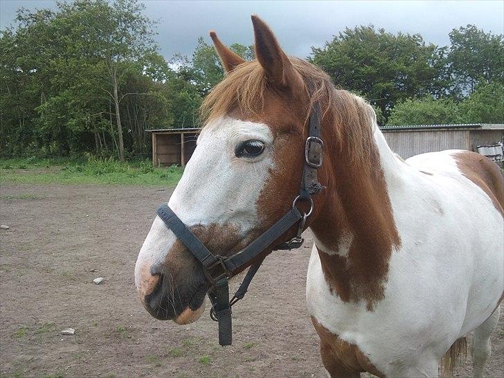 Anden særlig race Flamme (Solgt) billede 1