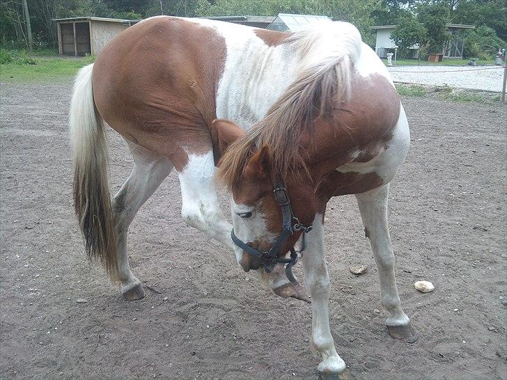 Anden særlig race Flamme (Solgt) billede 2